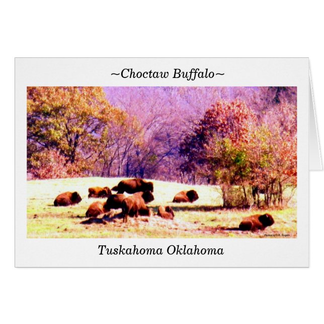 ~Choctaw Buffalo~ (Anverso (Horizontal))