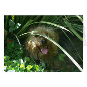 Chompers, el conde de Puppydom