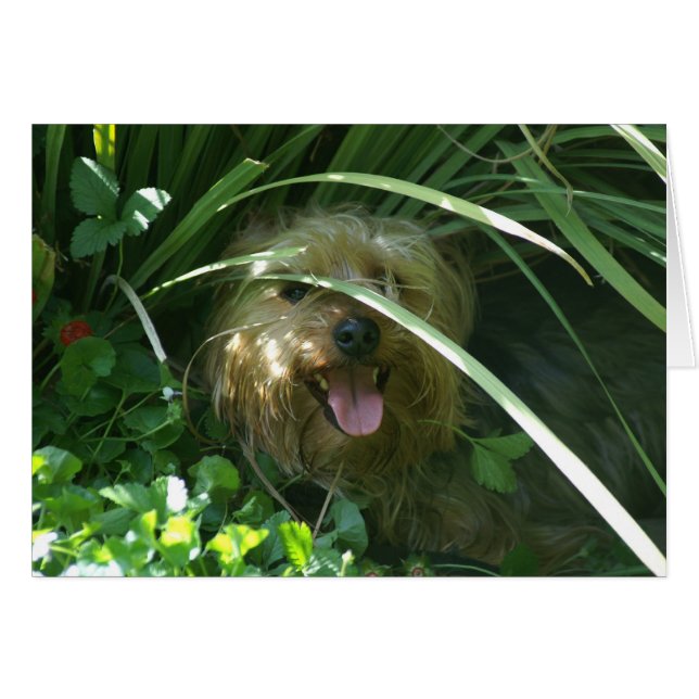 Chompers, El Conde del Puppidoma (Anverso (Horizontal))