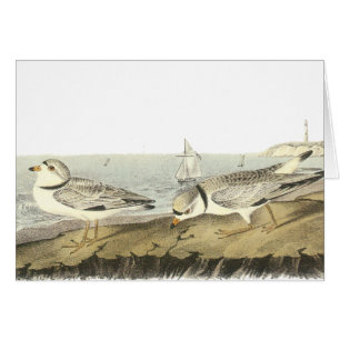 Chorlito aflautado, Juan Audubon