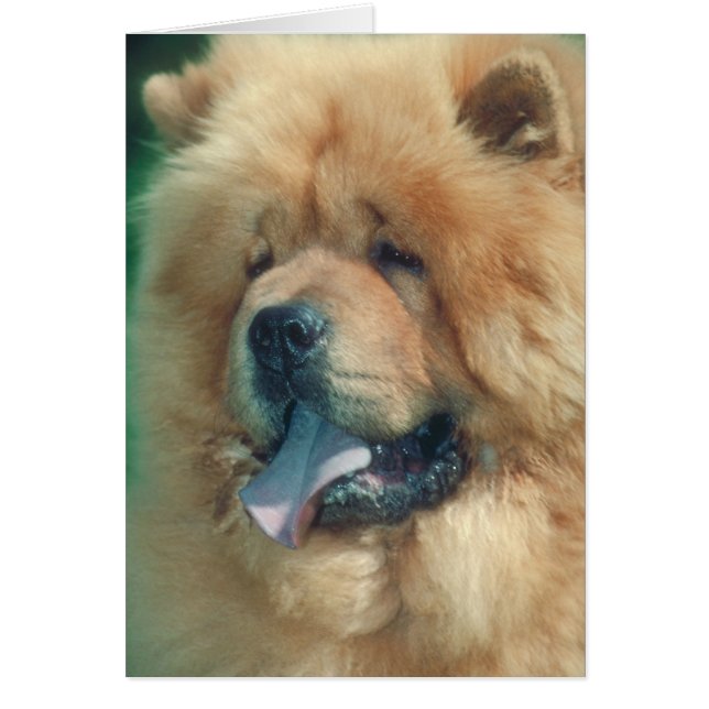 Chow Chow (Frente)