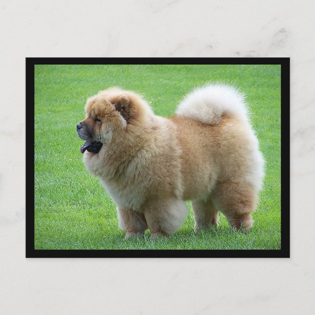 Chow Chow Puppy Dog Blank Tarjeta de Correos de Sa (Anverso)