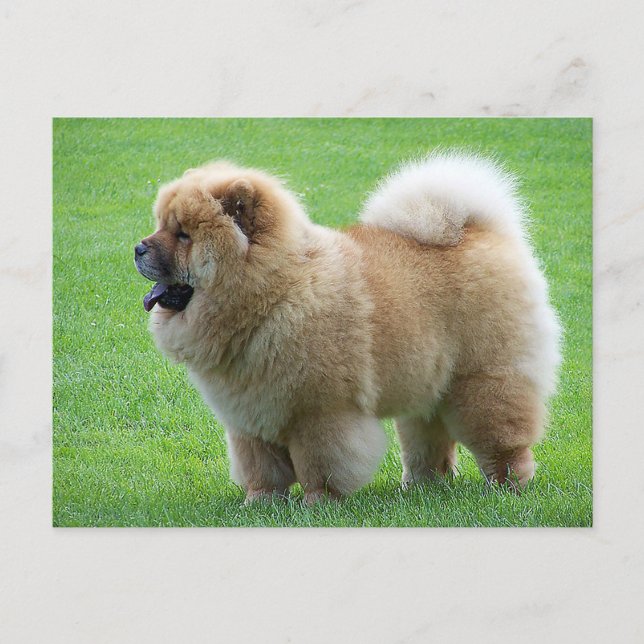 Chow Chow Puppy Dog Blank Tarjeta de Correos de Sa (Anverso)