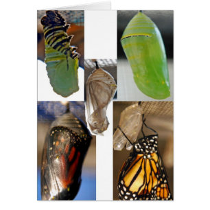 Chrysalises de la mariposa de monarca