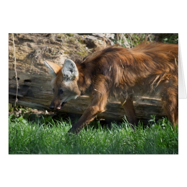 Chrysocyon brachyurus (Anverso (Horizontal))