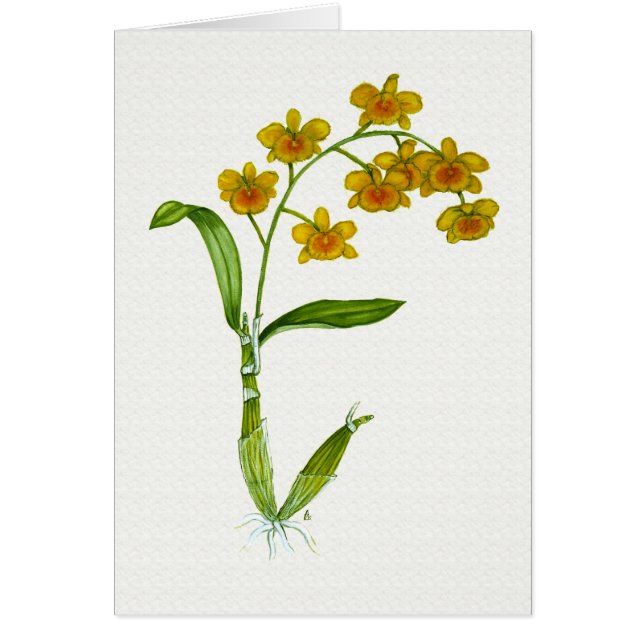 Chrysotoxum del Dendrobium (Frente)