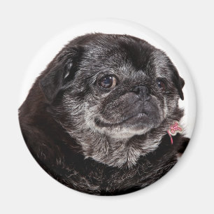 Chubbs el imán de Wampug