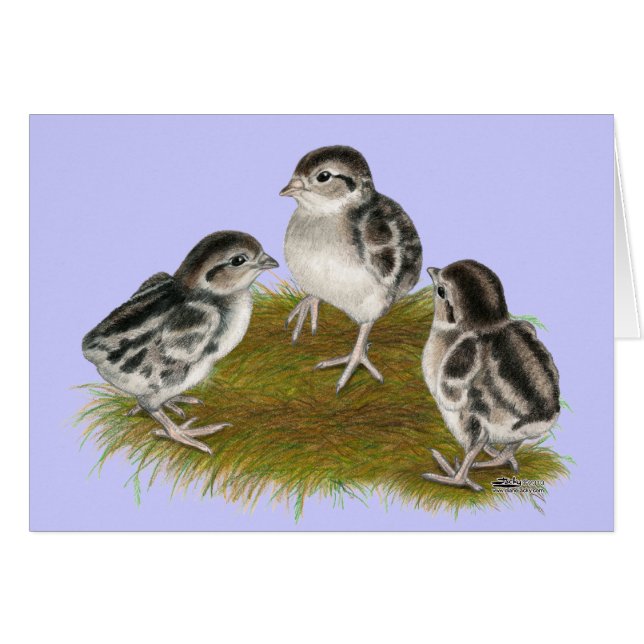 Chukar Partridge Chicks (Anverso (Horizontal))