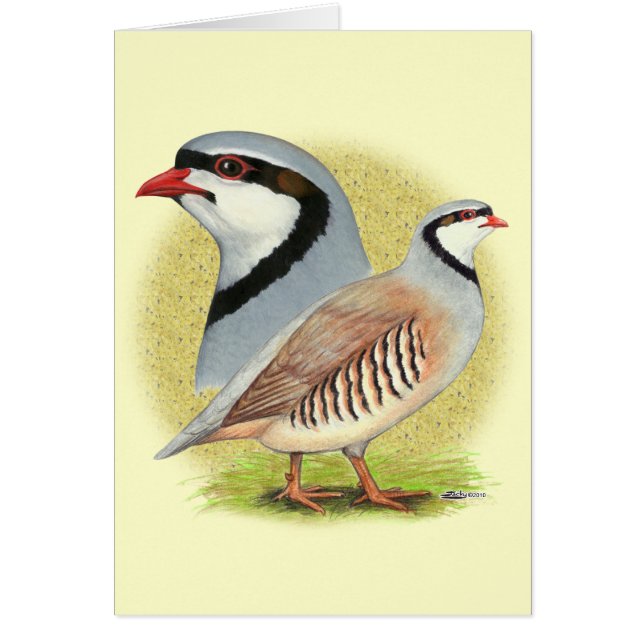 Chukar Partridge Combo (Frente)