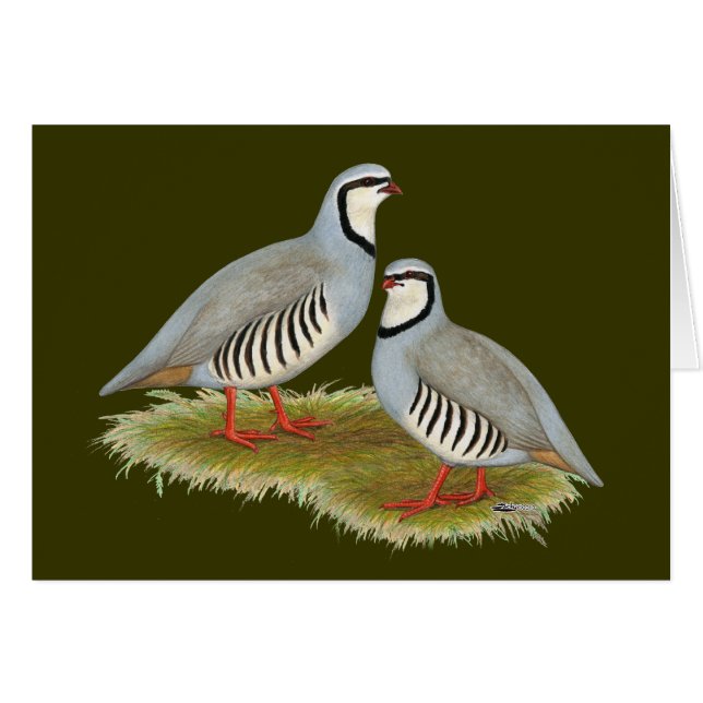 Chukar Partridge Pair (Anverso (Horizontal))