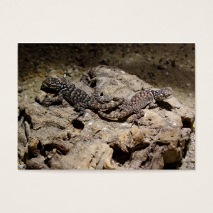 Cianogenia celoporus