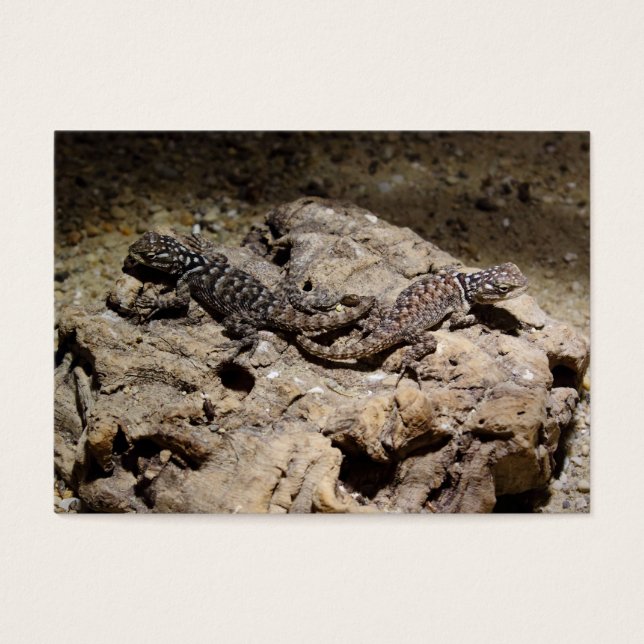 Cianogenia celoporus (Frente)