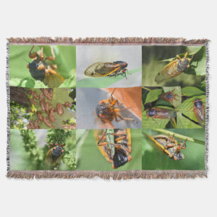 Cicada Mania lanza manta
