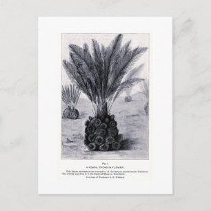 Cícadas fósiles en postal de arte floral