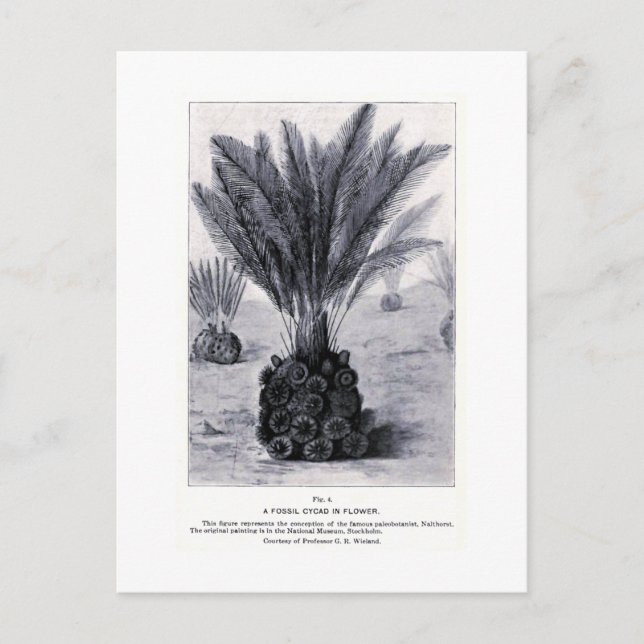Cícadas fósiles en postal de arte floral (Anverso)
