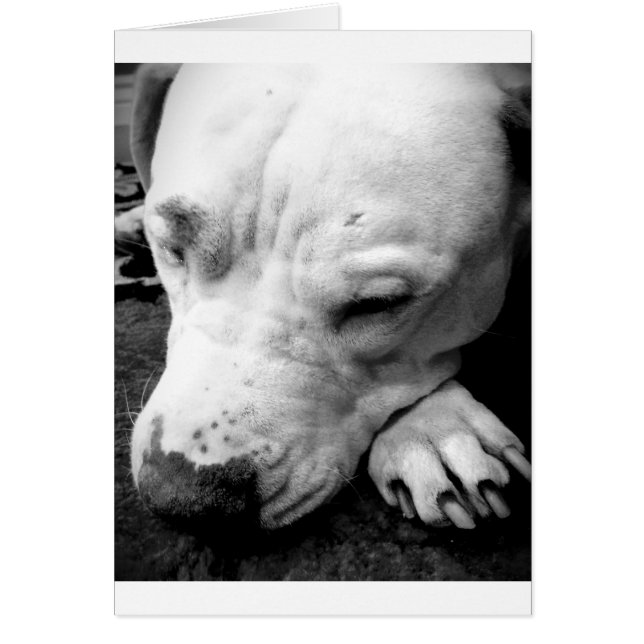 cicatriz de harry potter perro pit bull blanco (Frente)