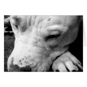 cicatriz de harry potter perro pit bull blanco