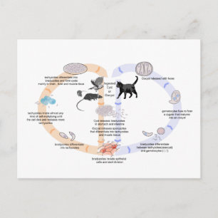 Ciclo de vida del Diagrama Postales de Toxoplasma 