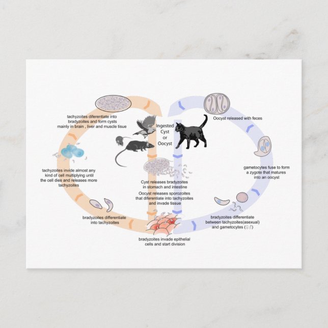 Ciclo de vida del Diagrama Postales de Toxoplasma  (Anverso)