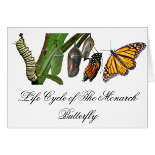 CICLO VITAL DEL MONARCA