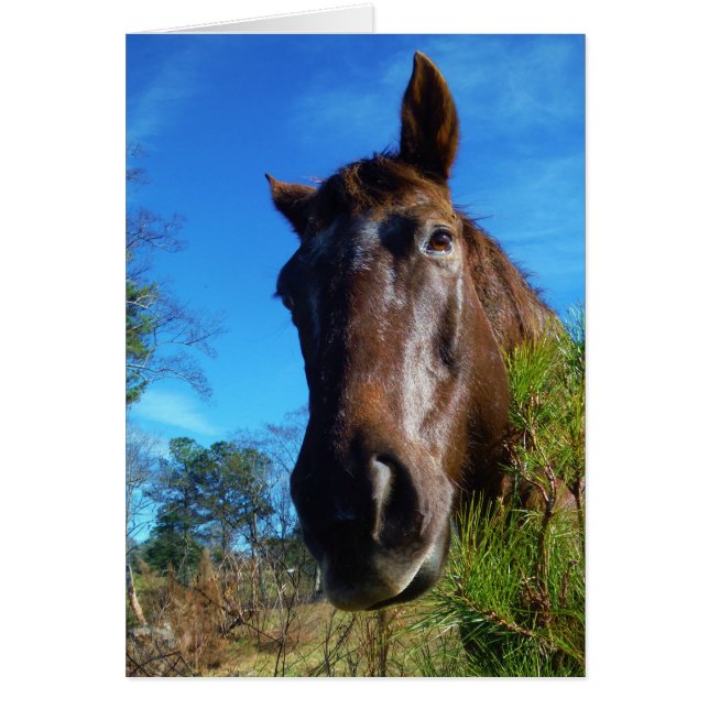 Cielo azul de caballo marrón y crema (Frente)