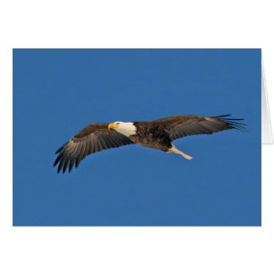 Cielo de águila calva alto