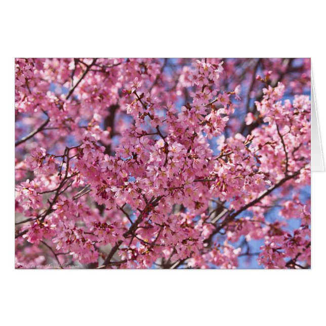 Cielo de Flor de Cerezo Rosa Sakura (Anverso (Horizontal))