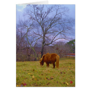 Cielo de soplo de caballo marrón en miniatura