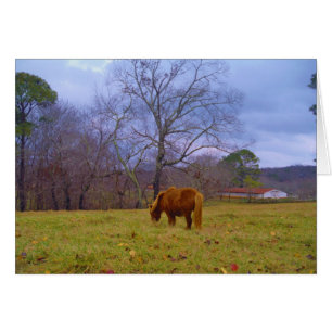 Cielo de soplo de caballo marrón en miniatura