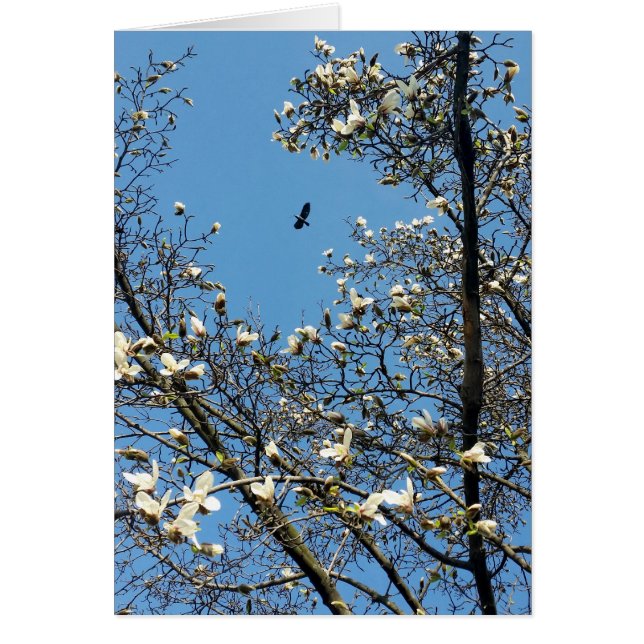 cielo en primavera (Frente)