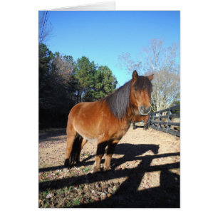 Cielo turquesa de pontón marrón