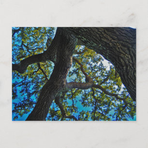 Cielos la postal del árbol del límite