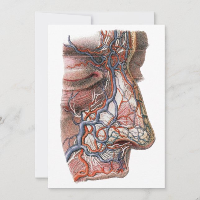 Ciencia antigua Anatomía humana, cara con nariz (Anverso)