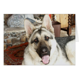 Cierre de Aussie para arriba