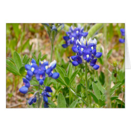 Cierre de Bluebonnets