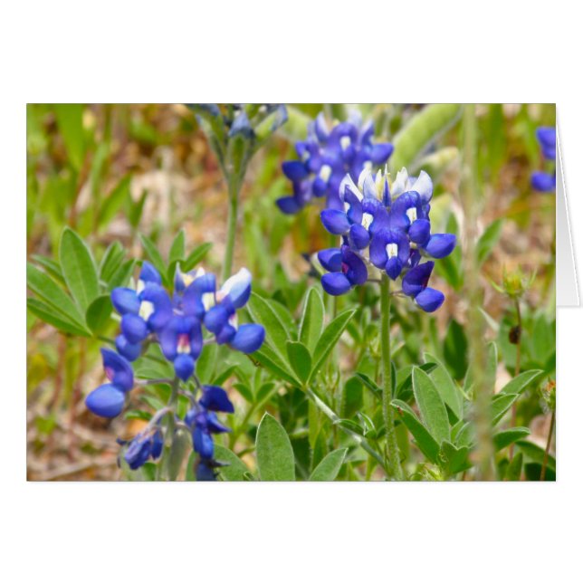 Cierre de Bluebonnets (Anverso (Horizontal))