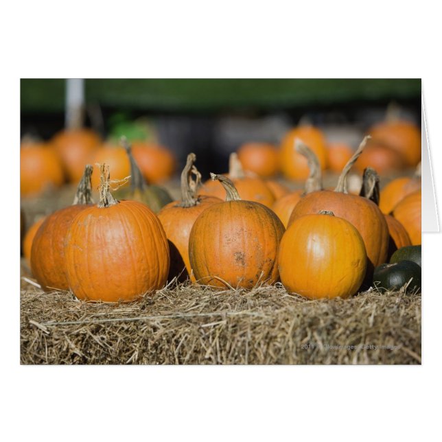 Cierre de calabazas (Anverso (Horizontal))