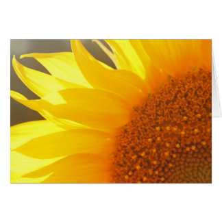 Cierre de girasol