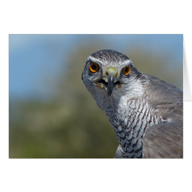 Cierre de Gohawk del norte (Anverso (Horizontal))