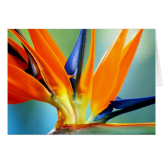 Cierre de II-up de la ave del paraíso