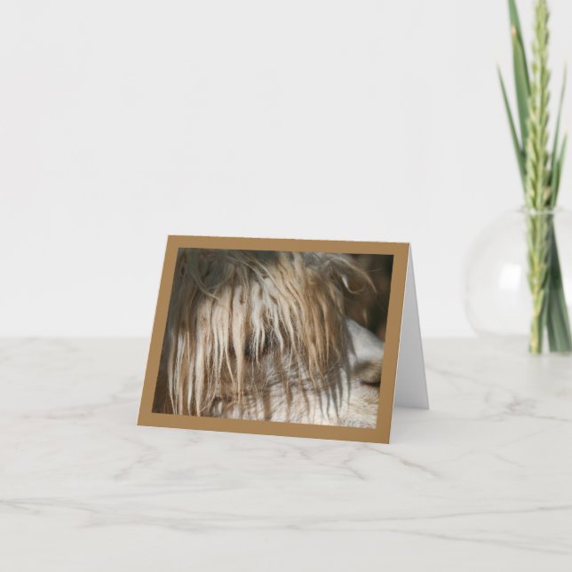 Cierre de la Alpaca - Tarjeta (Anverso)