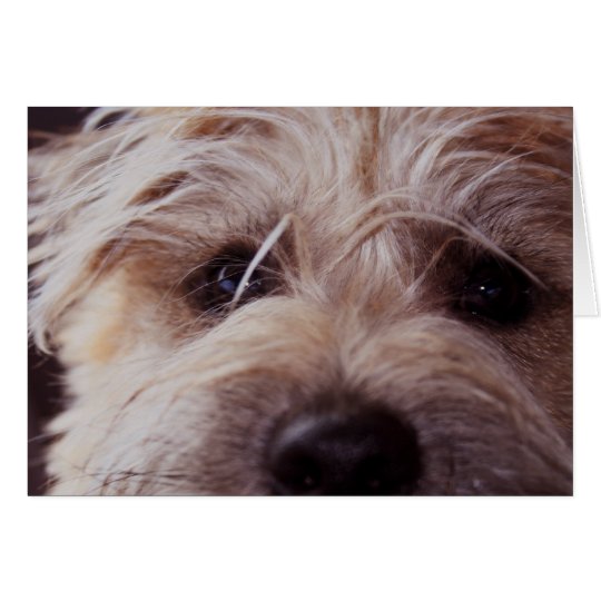 Cierre de la cara del perrito encima de la tarjeta