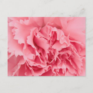 Cierre de la Carnación rosa de postales