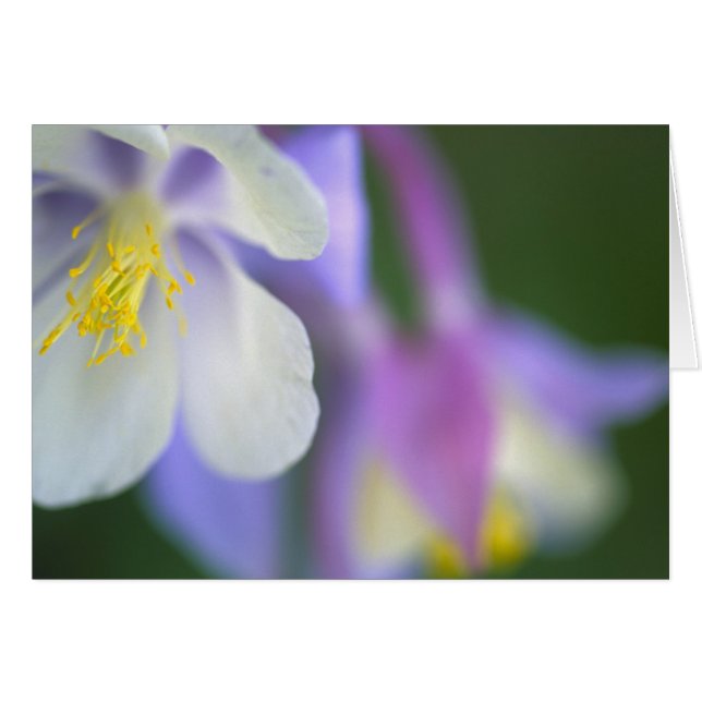 Cierre de la flor Colorado Columbine. (Anverso (Horizontal))