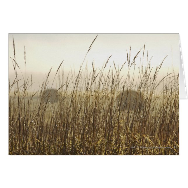 Cierre de la fotografía de Trigo (Anverso (Horizontal))