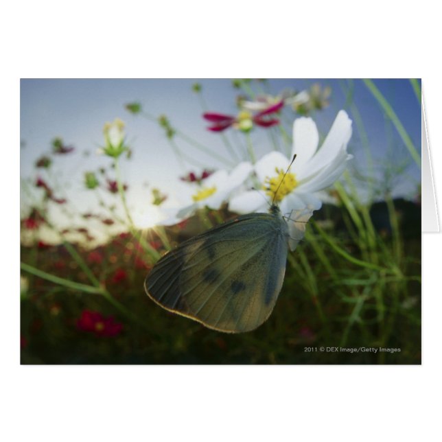 Cierre de la mariposa en flor (Anverso (Horizontal))