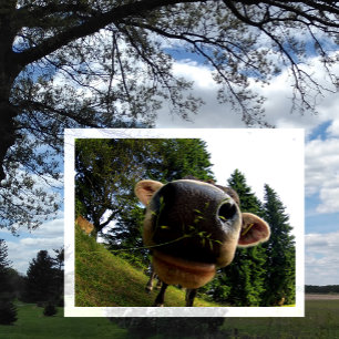 Cierre de la nariz de vaca, postal divertida