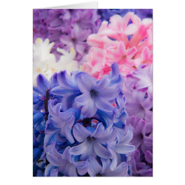 Cierre de la planta de Hyacinth (Frente)