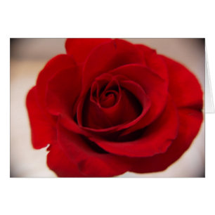 Cierre de la rosa roja