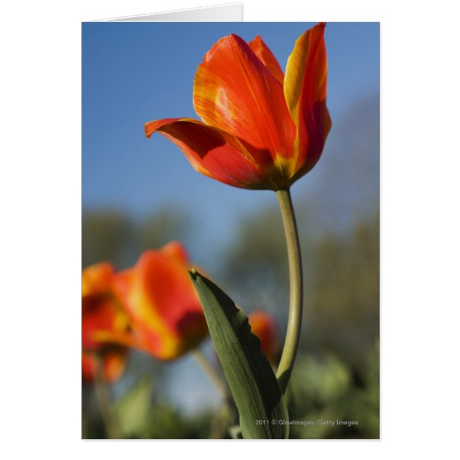 Cierre de las flores de tulipán (Frente)